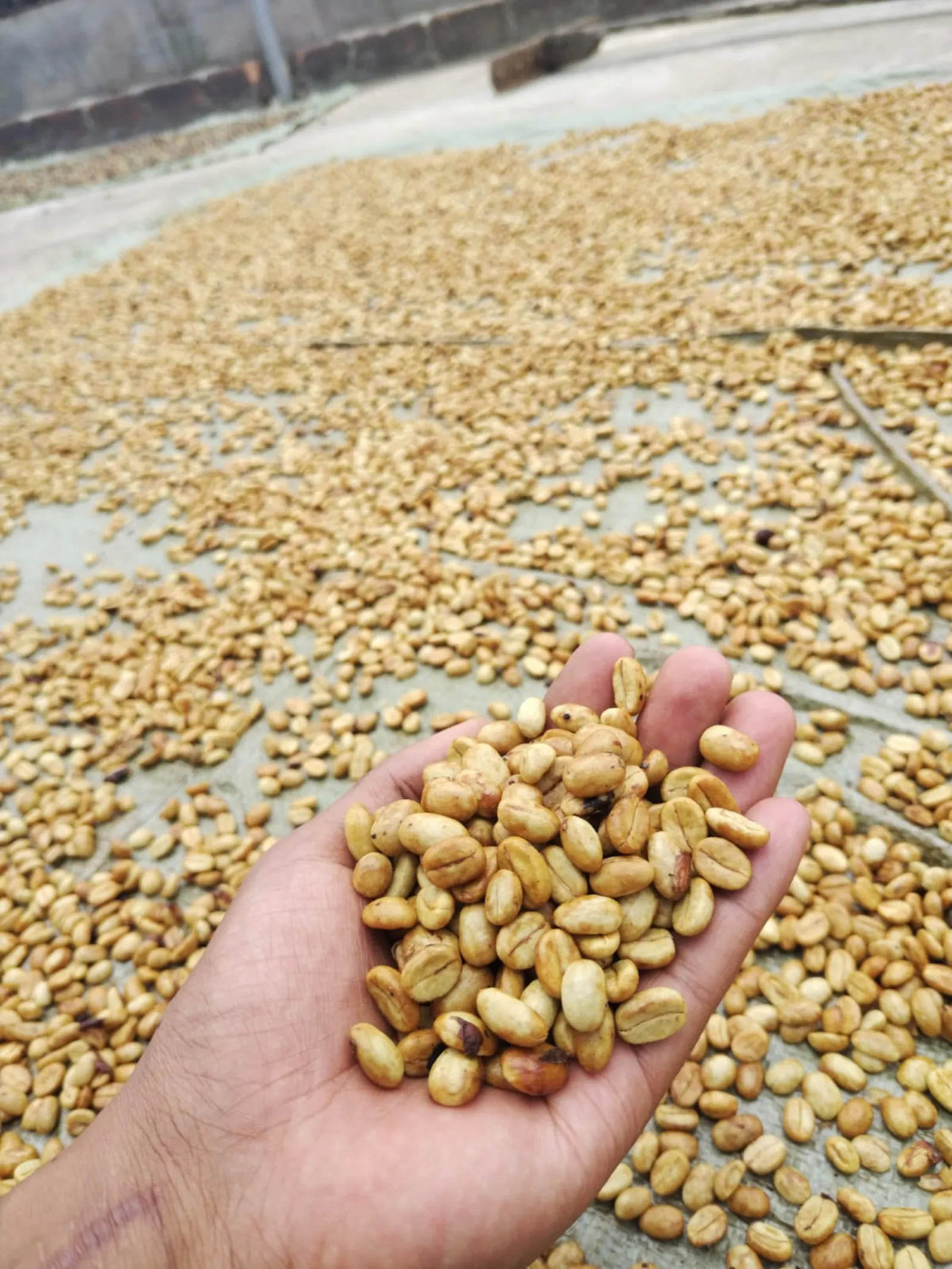 Café Raíces del Páramo Honey - Café de Especialidad