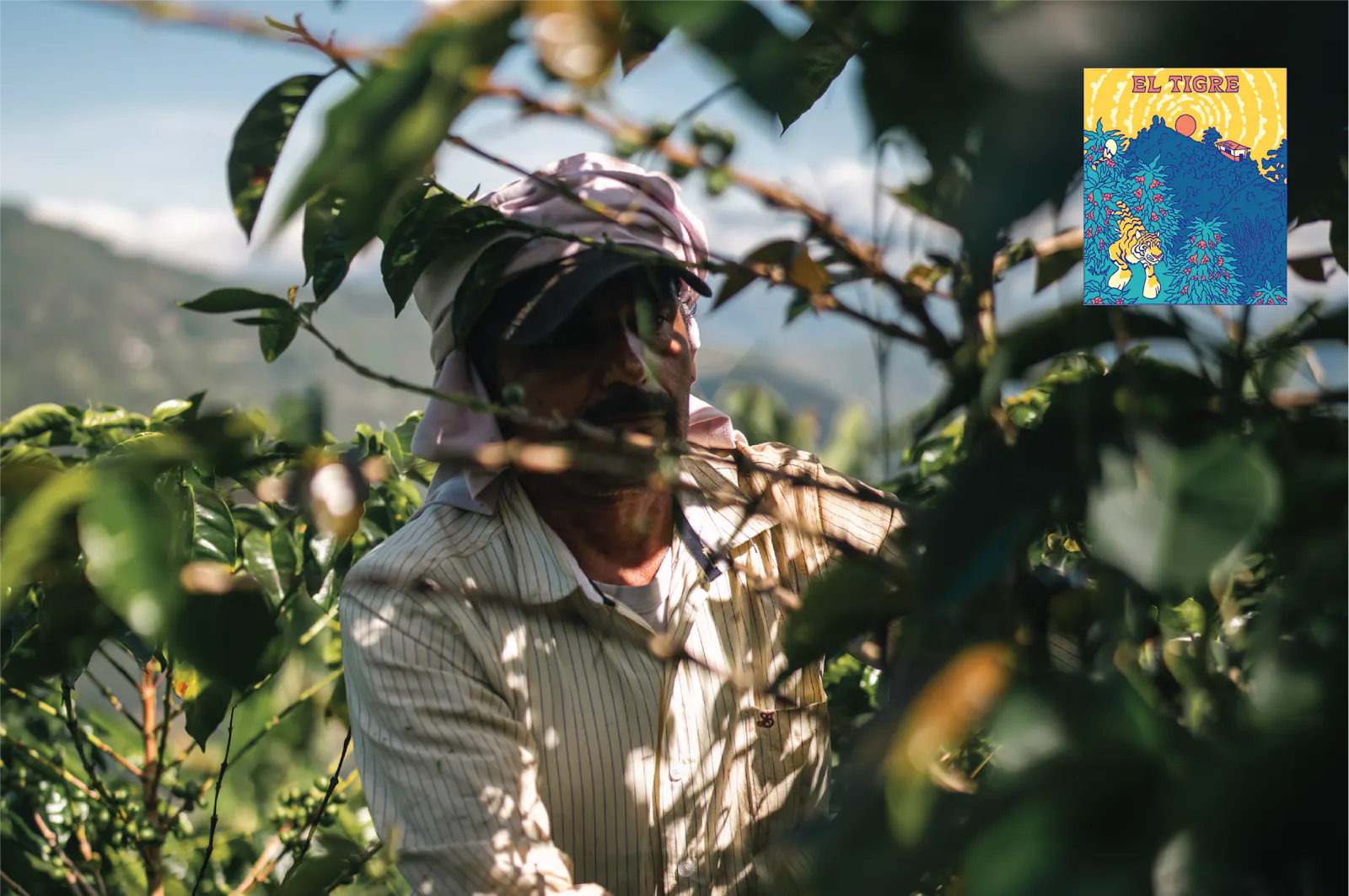 Café El Tigre - Microlote - Fermentado 123 - Café de Especialidad