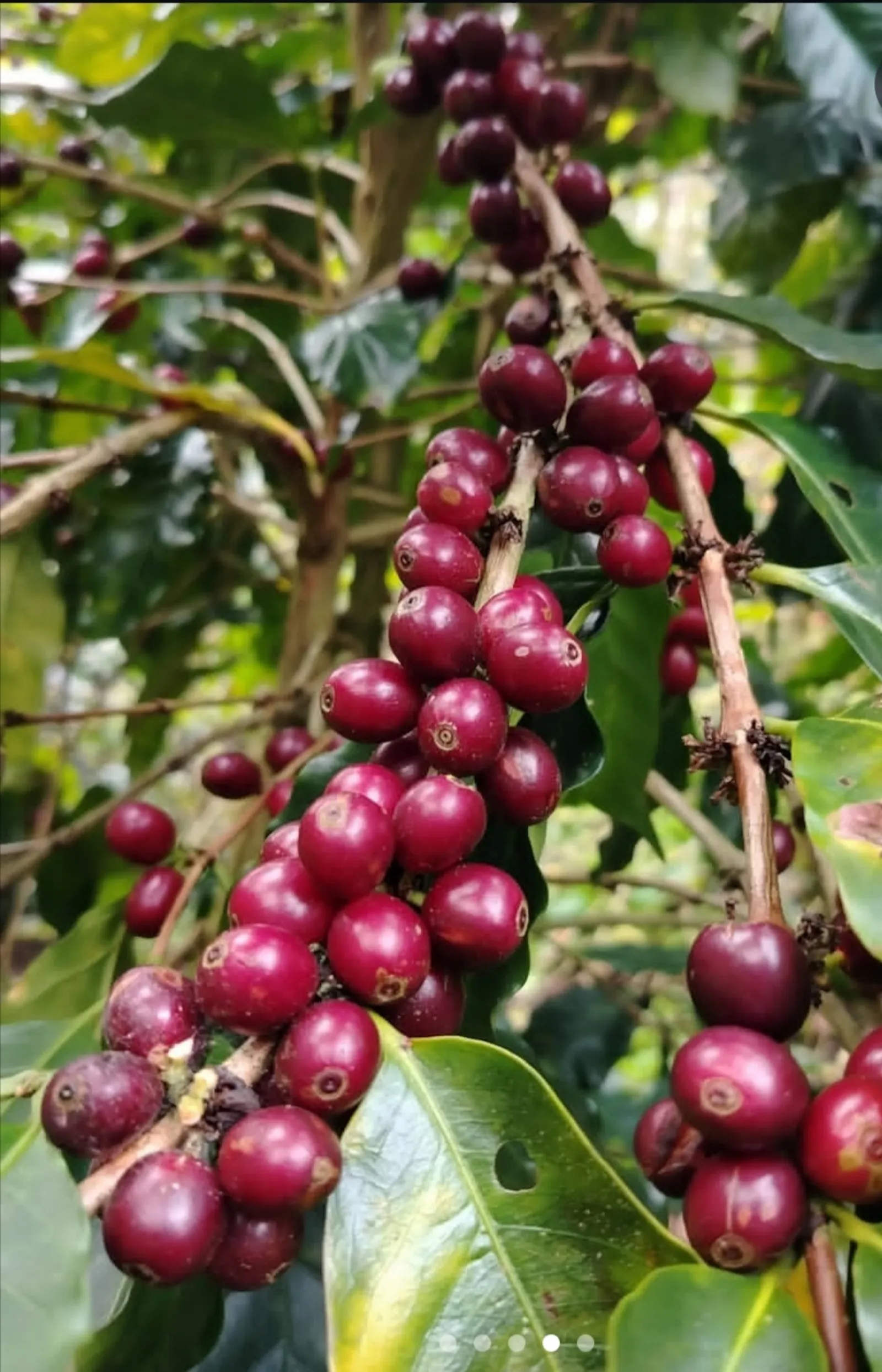 CARLOP CAFÉ  - Café de Especialidad