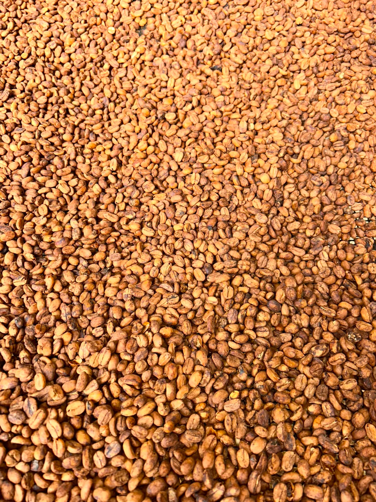 HACHERIT HONEY NEGRO - Café de Especialidad