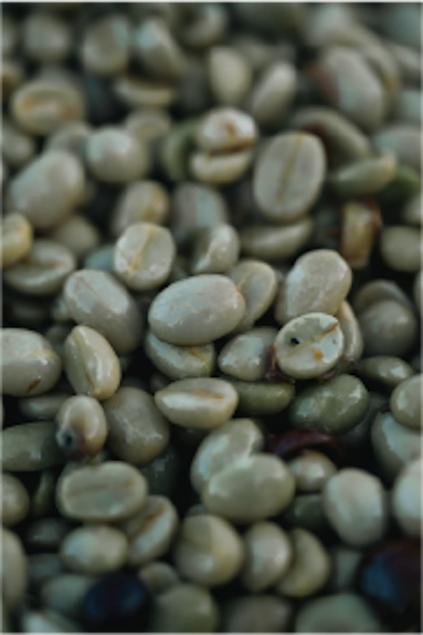 Café El Tigre - Microlote - Fermentado 123 - Café de Especialidad