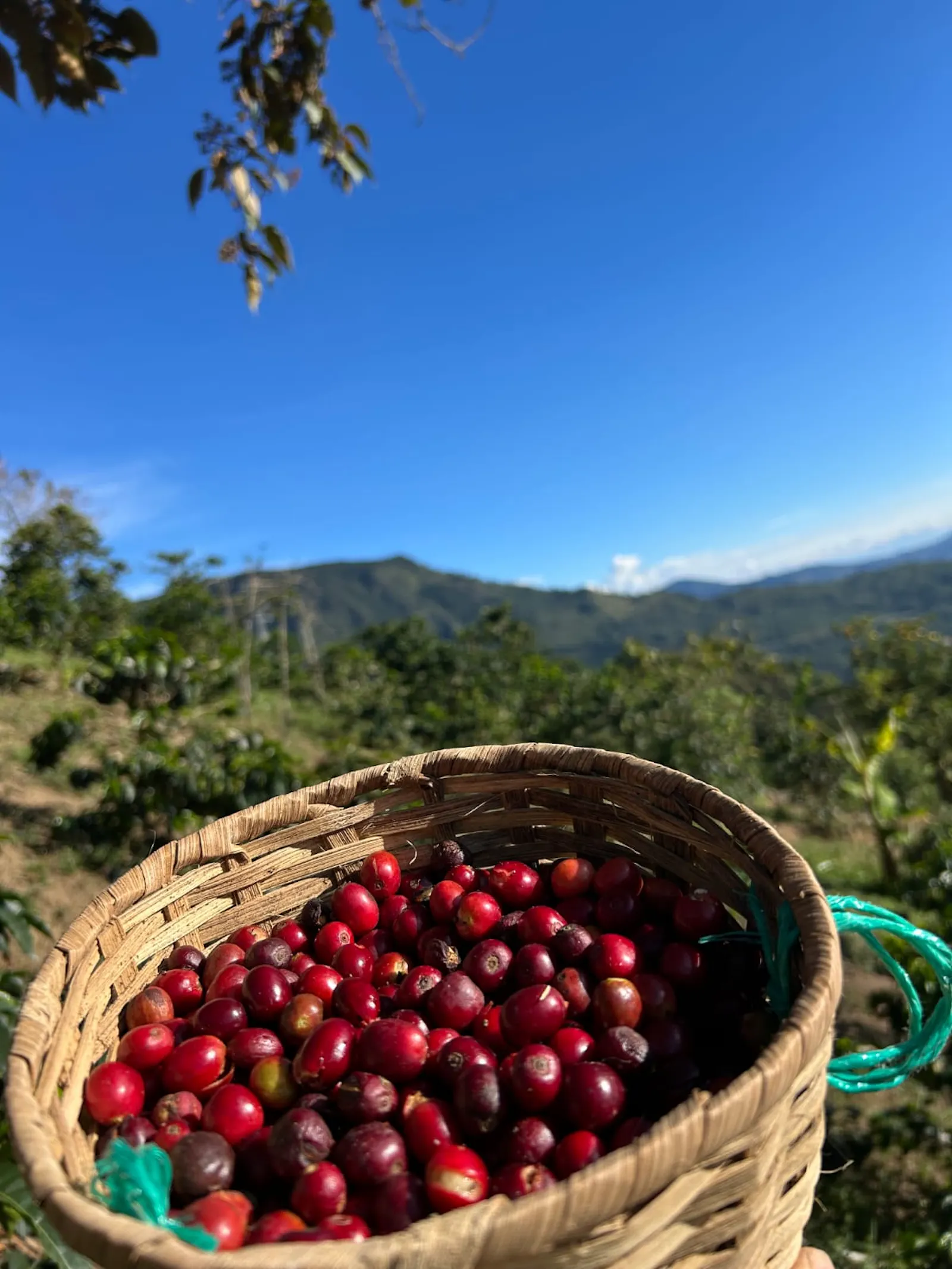 HACHERIT GEISHA - Café de Especialidad