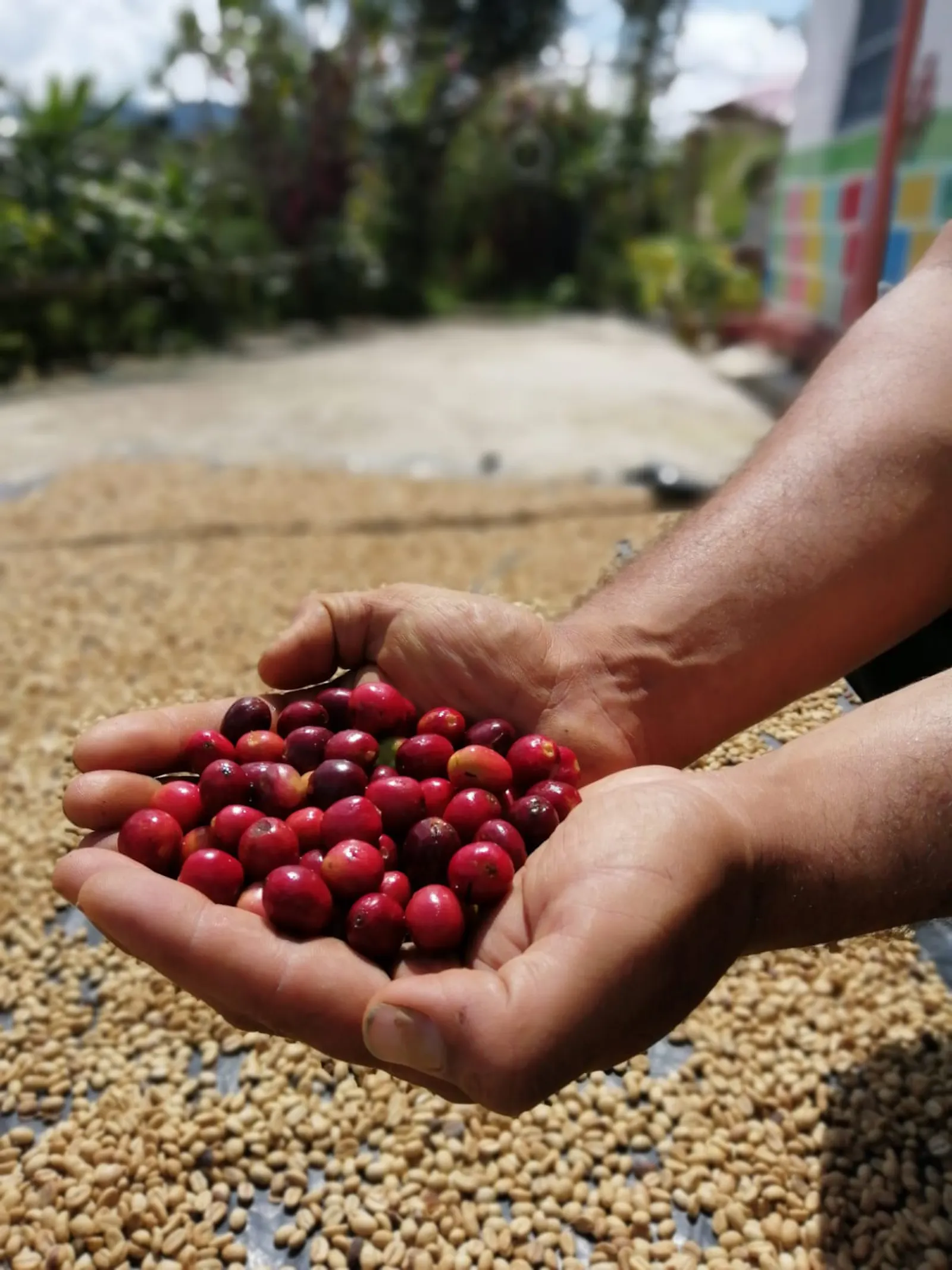 CARLOP CAFÉ  - Café de Especialidad