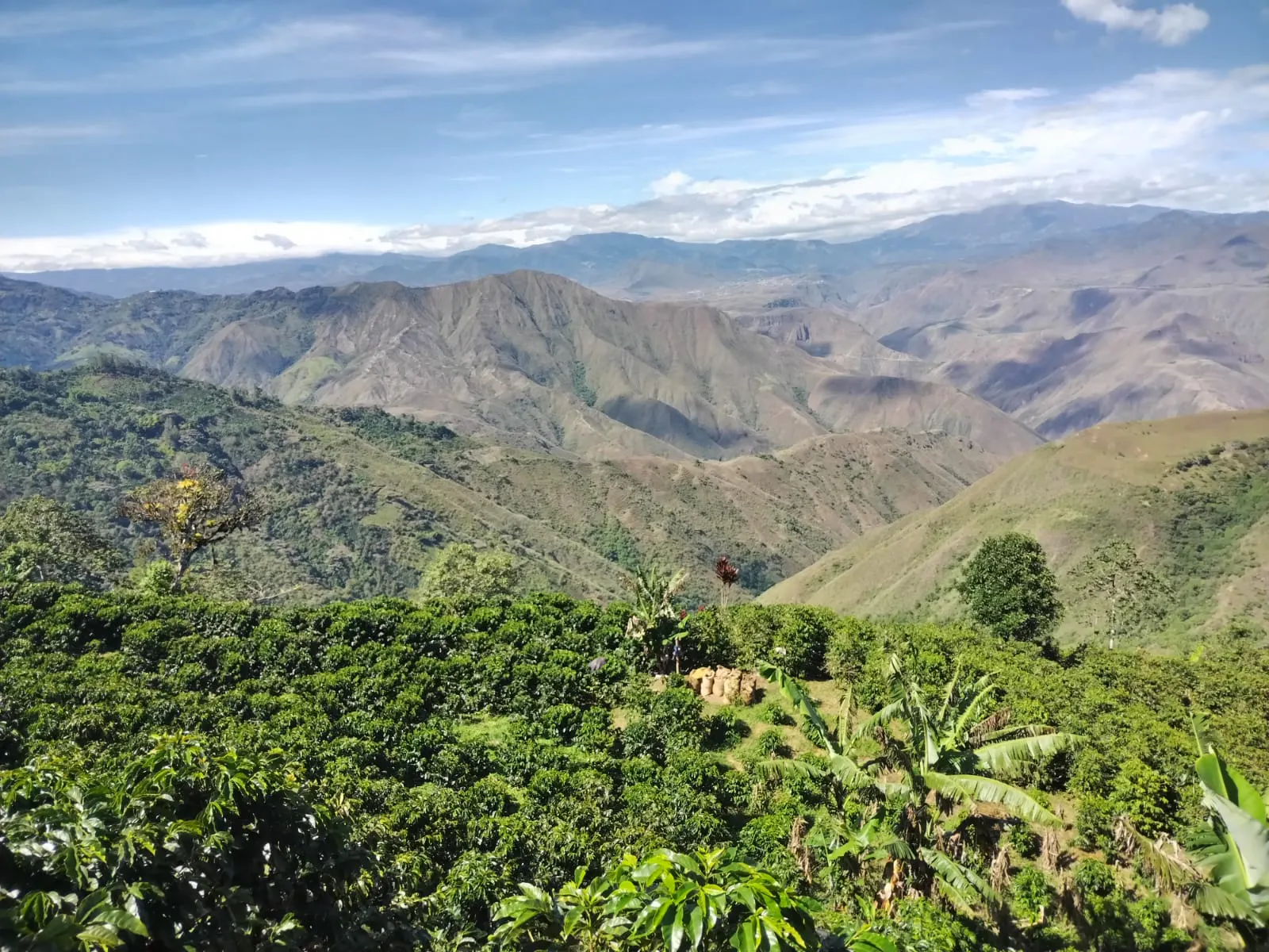 Café Raíces del Páramo Honey - Café de Especialidad