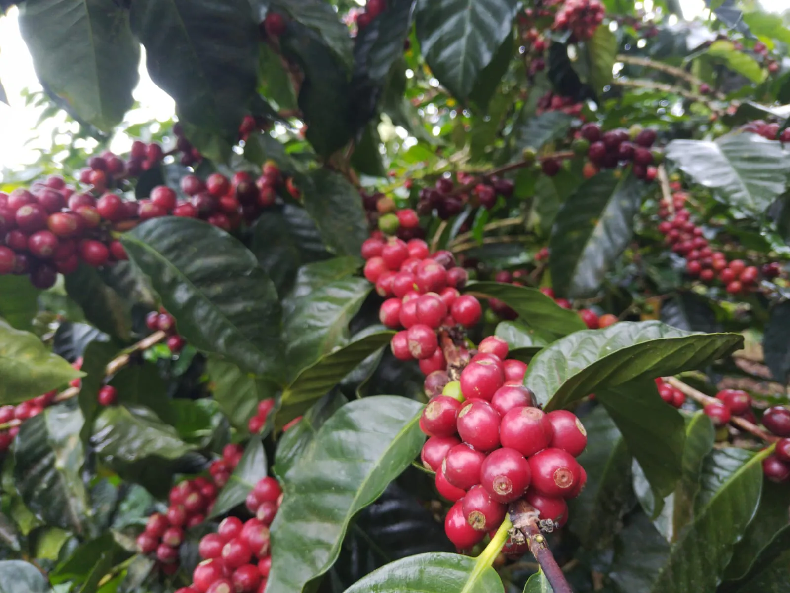 Café Raíces del Páramo Honey - Café de Especialidad